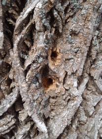 Woodpecker holes on an infested ash tree