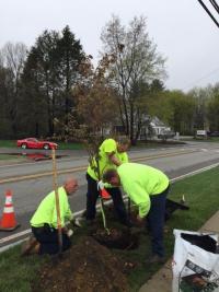 Tree Planting on Middlesex Ave