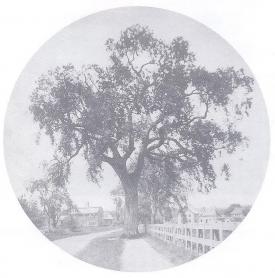 Whitefield Elm