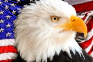 A bald eagle side-eyeing the viewer. There is an American Flag behind her. She wants you to vote.