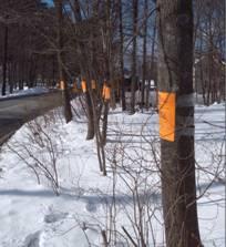 Shade Tree Postings