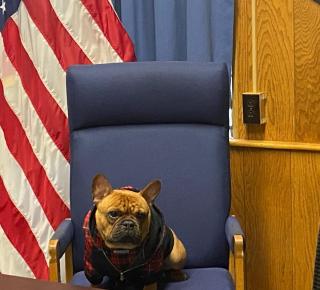 A small dog with large ears sitting in an arm chair in front of an American Flag. He really wants you to register your dog.